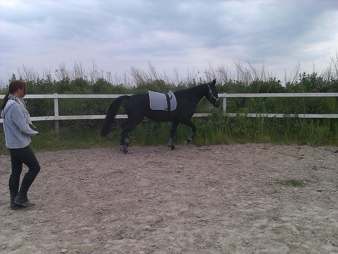 Oldenborg Liva Ærteberg billede 8