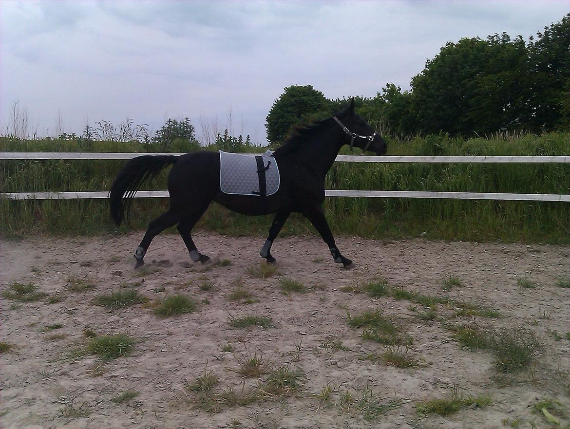 Oldenborg Liva Ærteberg billede 9