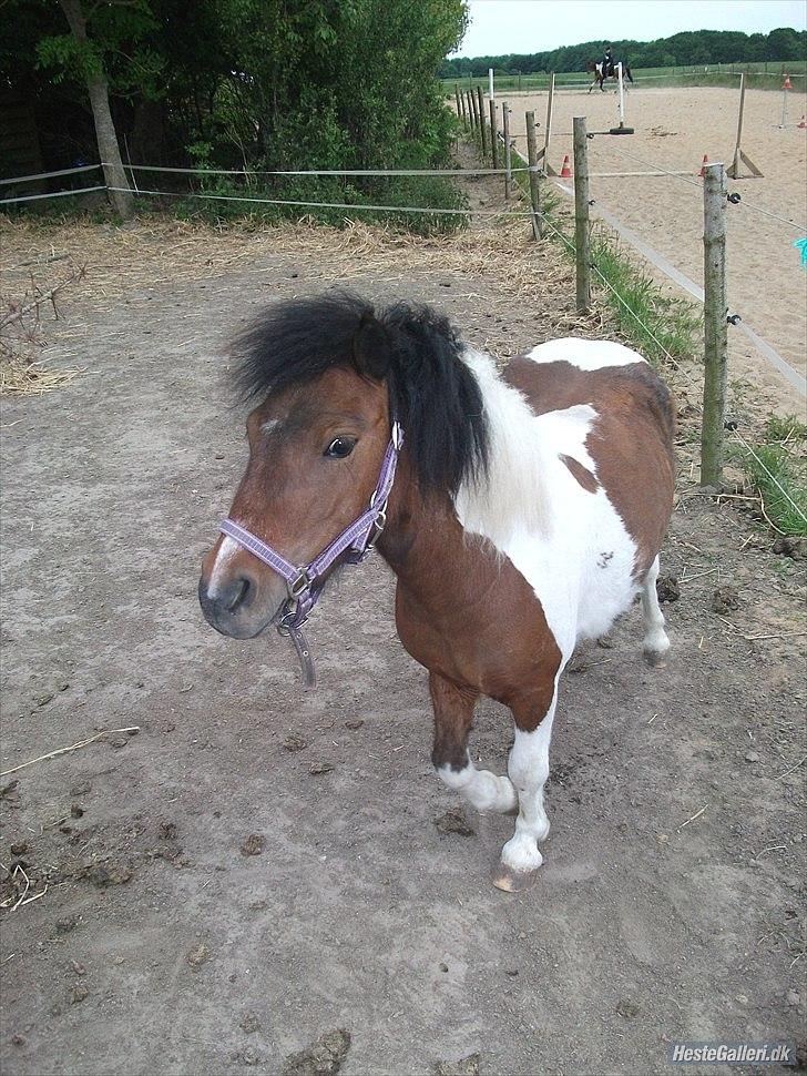 Shetlænder Spirit - Spirit er meget domionerne over for de stor heste så han ligger ørene ned hver gang de kommer forbi billede 18