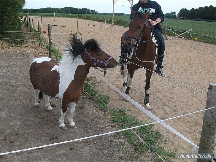 Shetlænder Spirit - Spirit og Robin de ligner lidt hinanden  billede 19