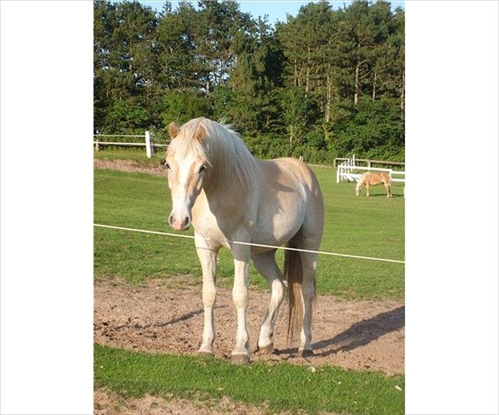 Tyroler Haflinger Anthony's Apollo - Dette er billedet fra annoncen, jeg så, hvor jeg allerede var solgt. Eller også var hesten...?! billede 1