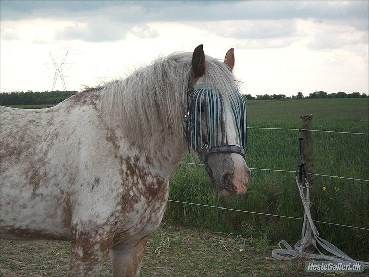 Irish Cob sjors 9 <3 - min lille skid Foto: Mig
 billede 19