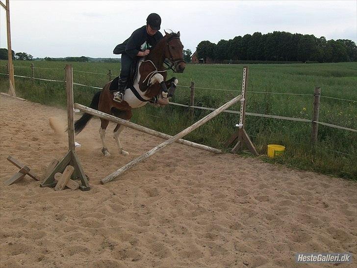 Pinto Robin :-) - melissa og robin springer billede 19