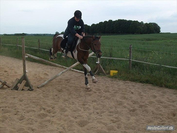 Pinto Robin :-) - robin og melisssa springer billede 20