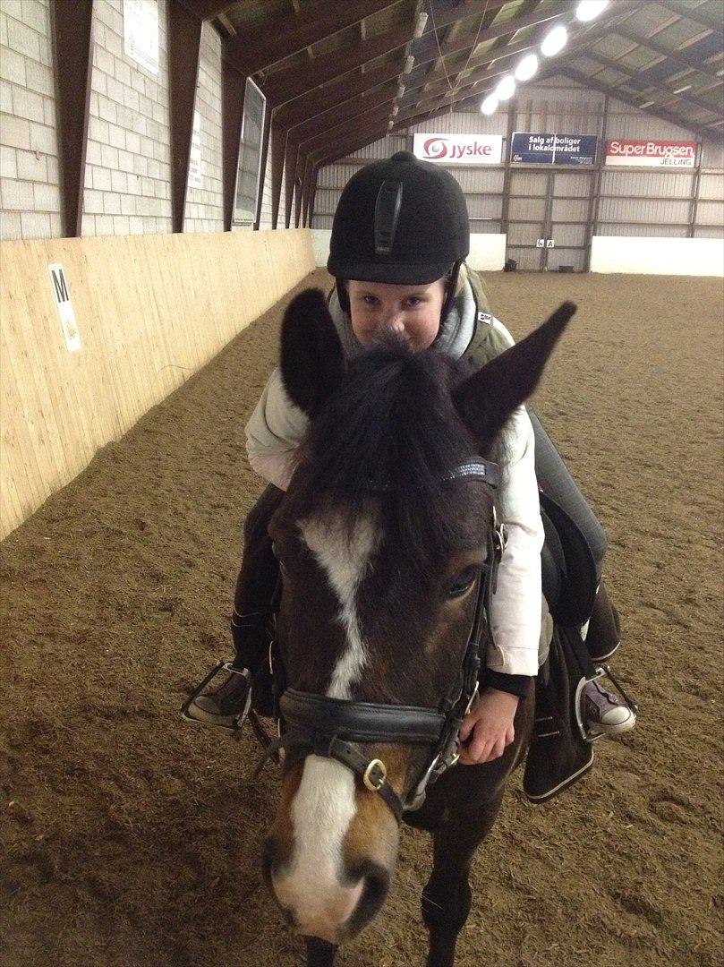 New Forest Birkelunds Amadeus  - velkommen til Amadeus profil :-) billede 1