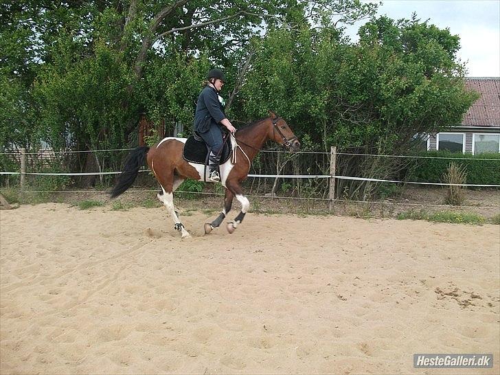 Pinto Robin :-) billede 9