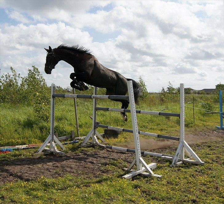 Dansk Varmblod Lerini A **RDS** - 165cm. Det er jo ingenting. :D SEJE billede 8