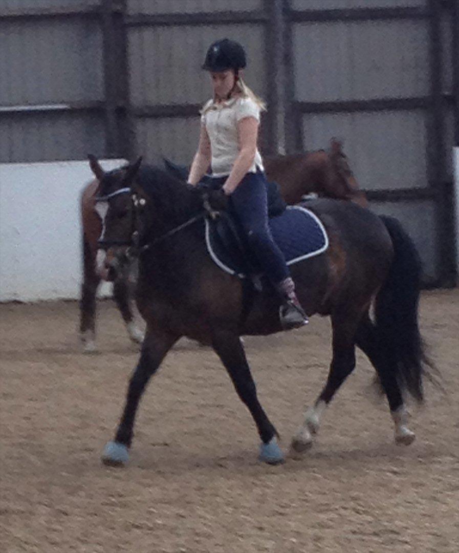 New Forest Birkelunds Amadeus  - smukke dreng  billede 2