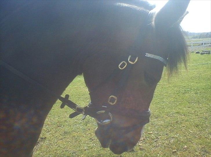 New Forest Birkelunds Amadeus  billede 3