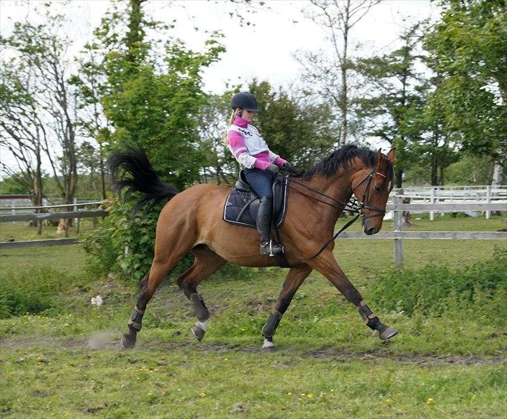 Hollandsk Varmblod Troy-T RIP D. 10/6-2013 - STJERNE<3. Troy du er helt fantastisk.. 
 billede 3