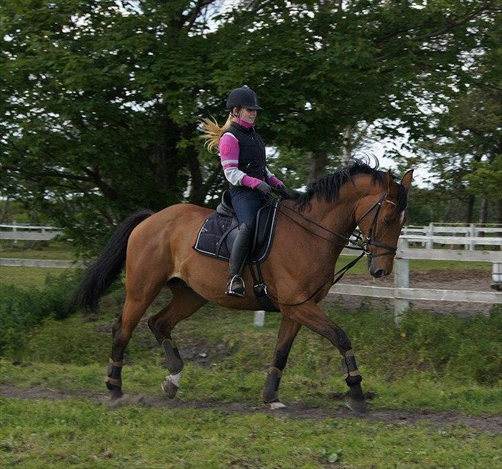 Hollandsk Varmblod Troy-T RIP D. 10/6-2013 - Arbejdes trav<3 billede 13