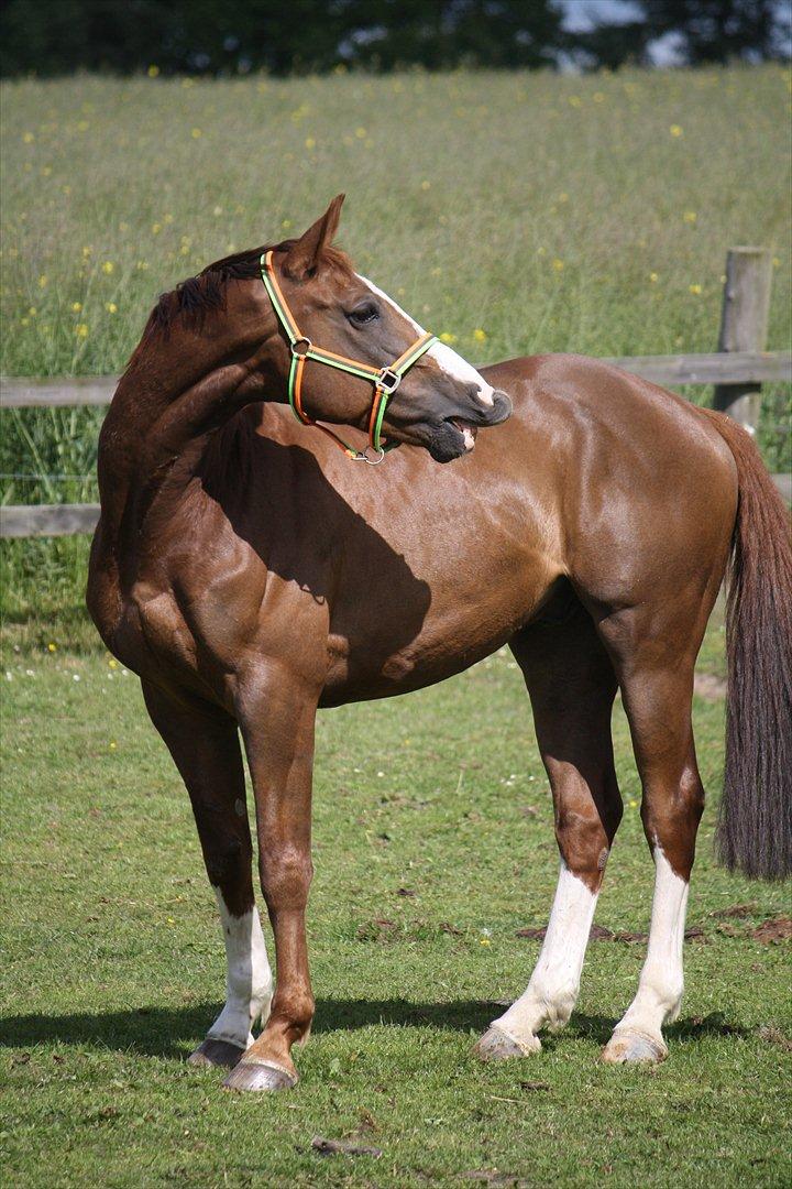 Belgisk varmblod D´Amour V/H Dennenhof - Hvor er han sød xD Foto : Mig / Hanne viola Pedersen billede 36
