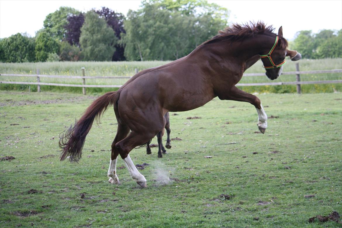 Belgisk varmblod D´Amour V/H Dennenhof - D´Amour har det sjovt :) Foto : Mig / Hanne viola Pedersen billede 41