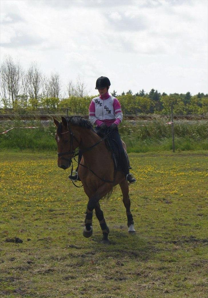 Hollandsk Varmblod Troy-T RIP D. 10/6-2013 - Travser. Jeg ved godt jeg sidder forkert med højrehånd. Men overarmen er brækket billede 15