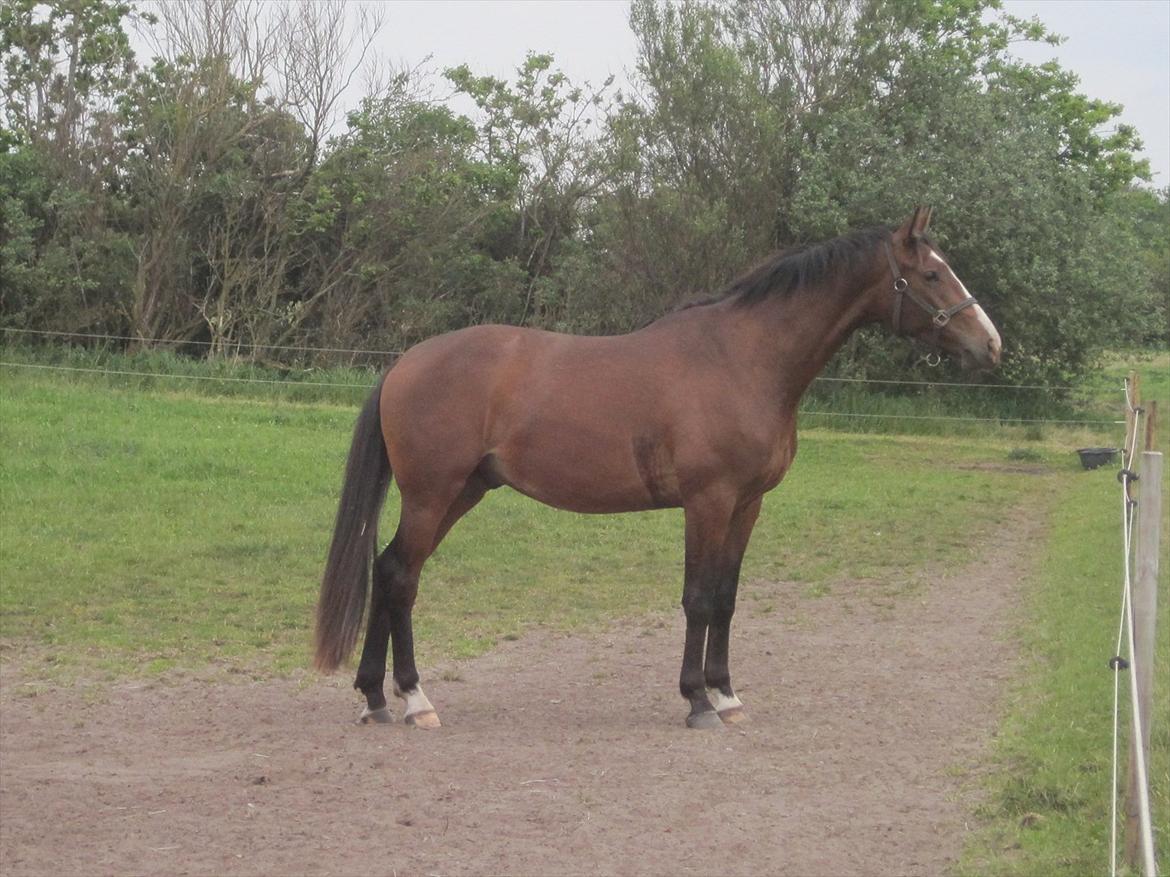 Dansk Varmblod Reloir billede 7