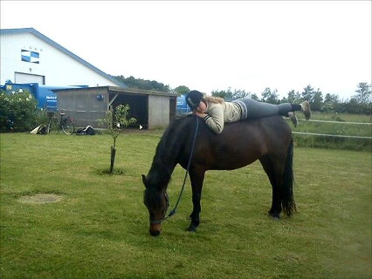 New Forest Elmholts Maritza <3  (Ritten) - Lige et bevis på den tillid hun har fået til os omkring hende (Mest mig)

Selv efter Maritza havde boet ho sos i 2-3 måneder havde hun svært ved at acceptere at jeg rykkede mig lidt, når jeg sad på hende..   Men nu efter ca. et halvt år kan jeg næsten alt billede 2