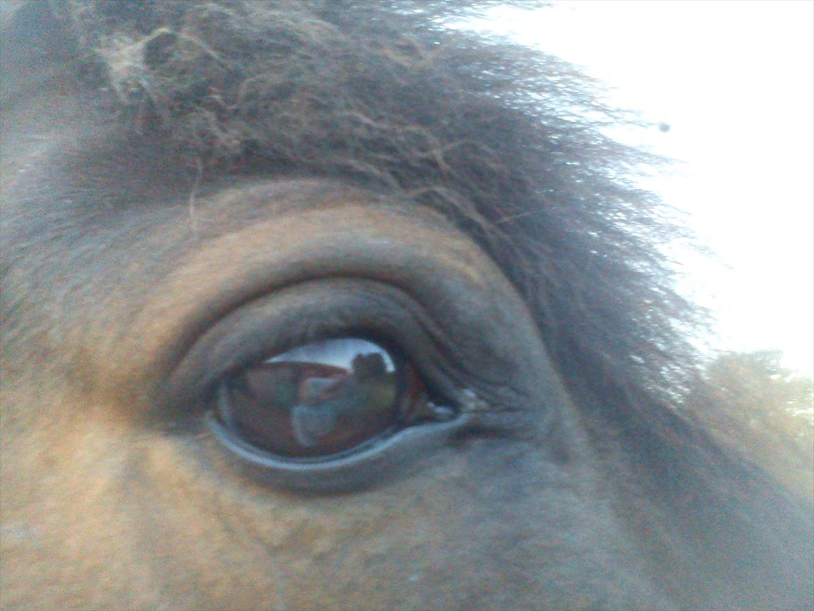 New Forest Elmholts Maritza <3  (Ritten) - Kan man andet end at forelske sig i så rolige øjne ?? billede 11