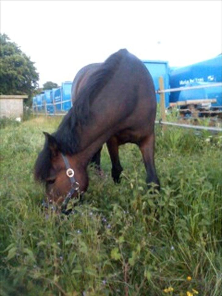 New Forest Elmholts Maritza <3  (Ritten) billede 1