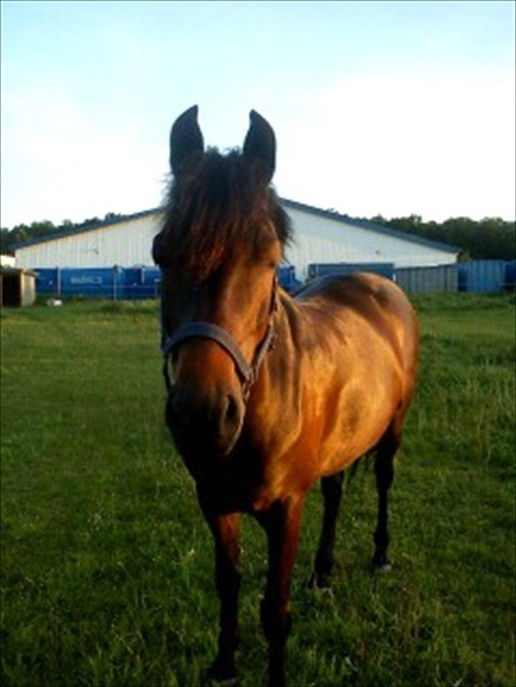 New Forest Elmholts Maritza <3  (Ritten) - Smuksak :* billede 12