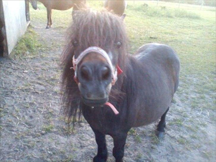 Shetlænder Isabella af Rolfsted - Cutie :* billede 1