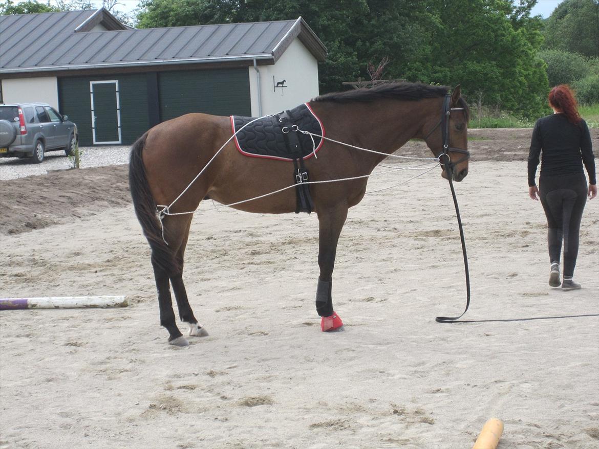 Fuldblod (XX) Cayman XX R.I.P - venter på mor lægger flere bumme... billede 4