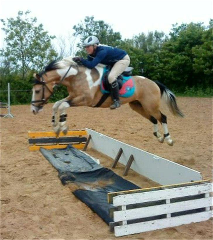 Pinto GP MONTEDO HØJGÅRD Avlshingst - d. 06-06-2012. Første gang Montedo springer vand. og det gør han bare med stil. Jeg er så stolt af ham. Foto taget af Jonas. billede 6