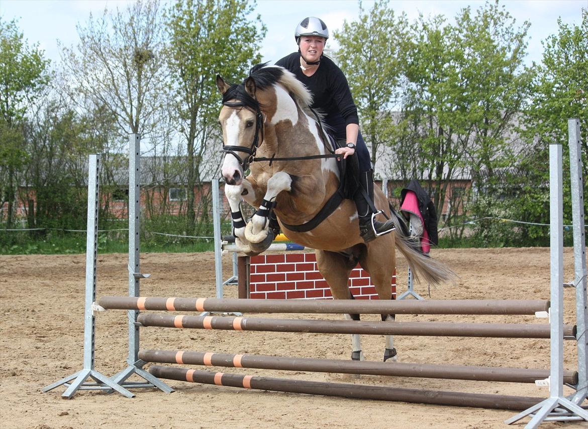 Pinto GP MONTEDO HØJGÅRD Avlshingst billede 14