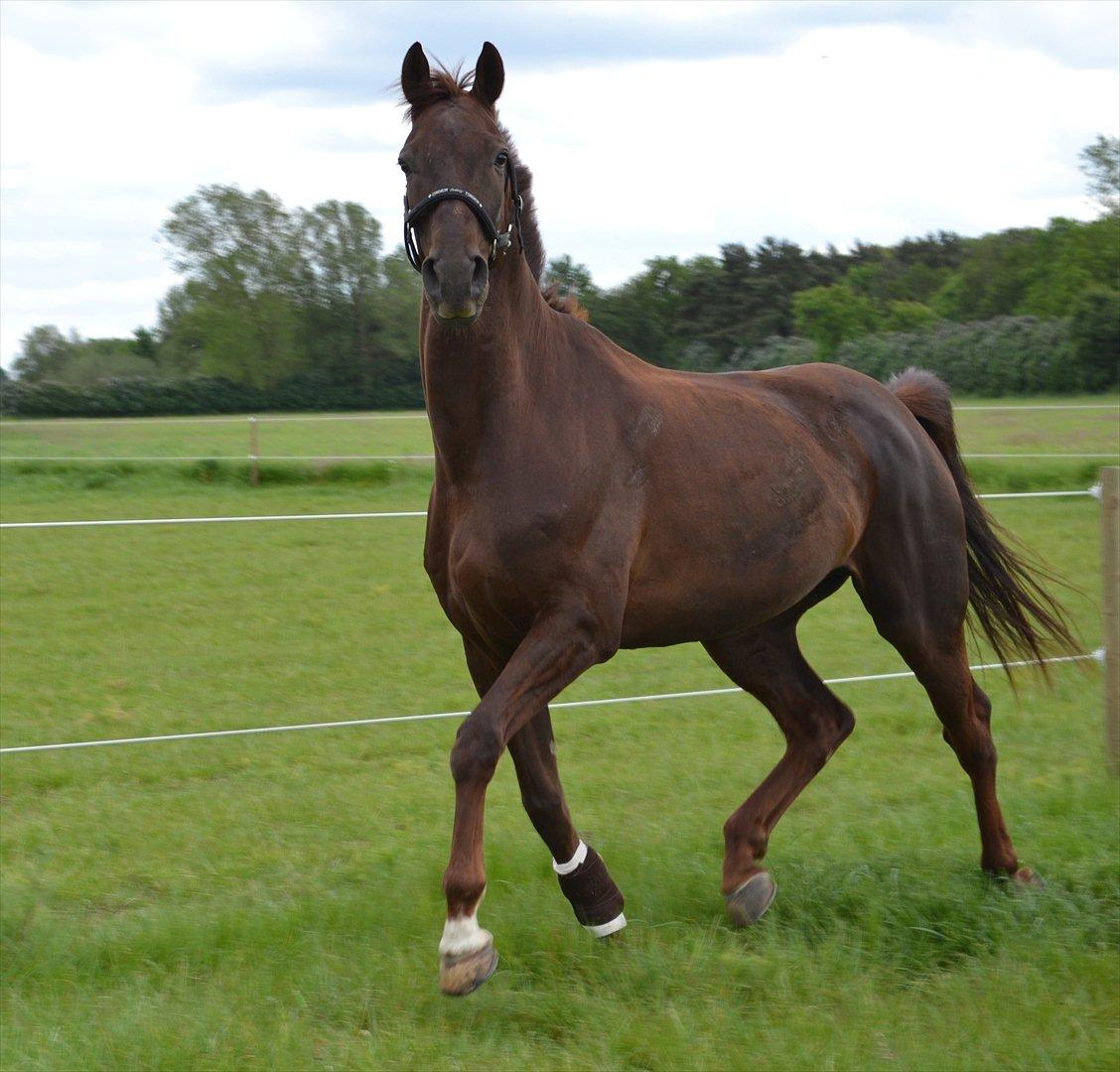 Dansk Varmblod Alby's Don De Luxe - lækker-mås!! billede 12