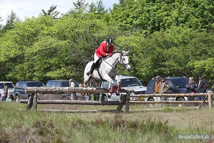 Dansk Varmblod Winzal Star - JJR jagt 2/6-2012 billede 14