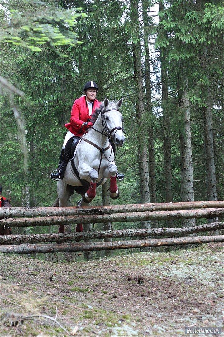 Dansk Varmblod Winzal Star - JJR jagt 2/6-2012 billede 16