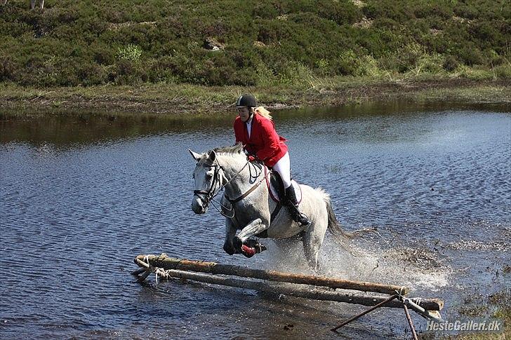 Dansk Varmblod Winzal Star - MJJR jagt 27/5-2012 billede 17