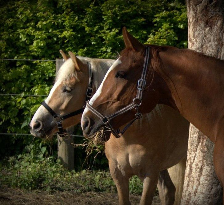 Anden særlig race Phoenex - Foto: Laila Lykke Rasmussen
Phoenex og Fjørgyn
D. 19. eller 20. maj 12 billede 14