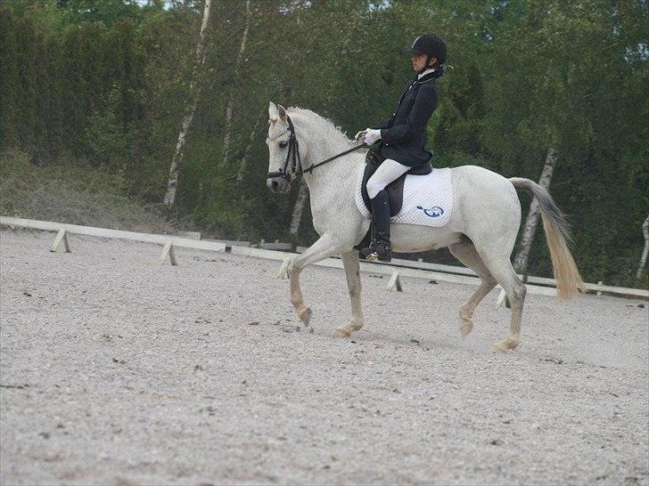 Welsh Partbred (Sec F) Toftekjærs Loralai KLUBMESTER DRSSUR 2012!  - 67,92% i LC1 billede 14