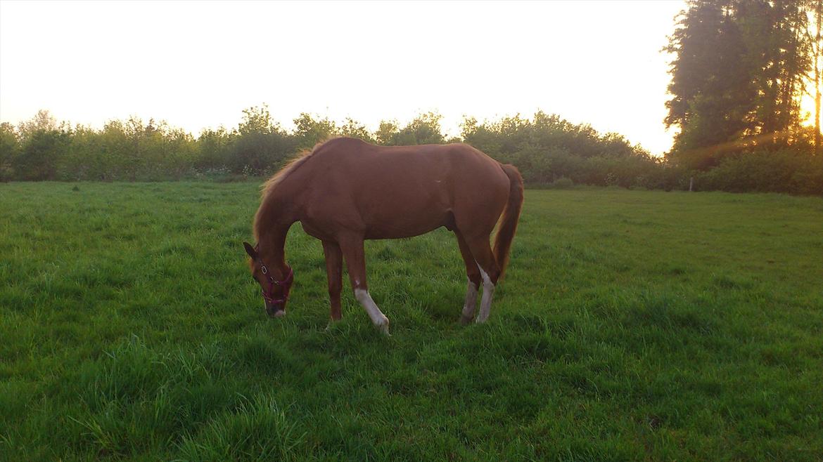 Dansk Varmblod De Gaulle billede 8