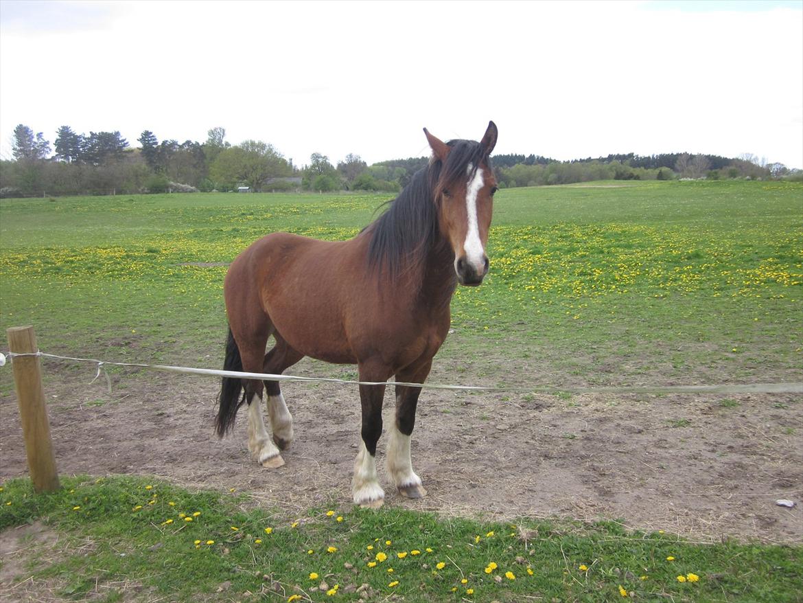 Pinto • Kastano • billede 20