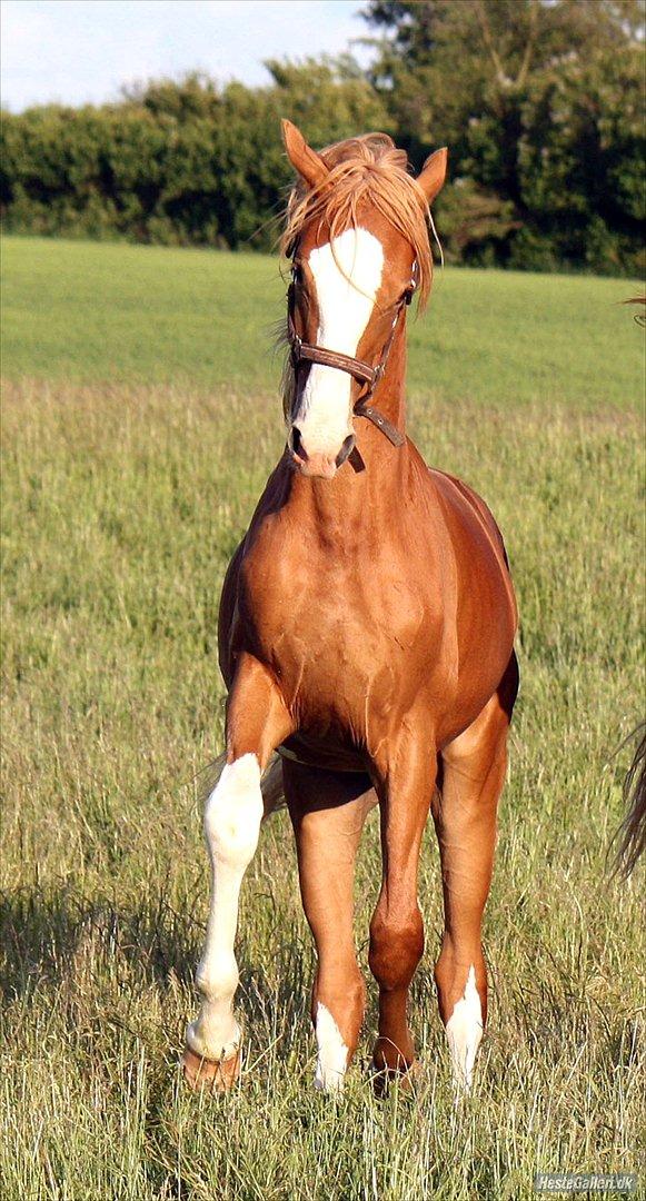Dansk Varmblod Singleton Melody billede 11