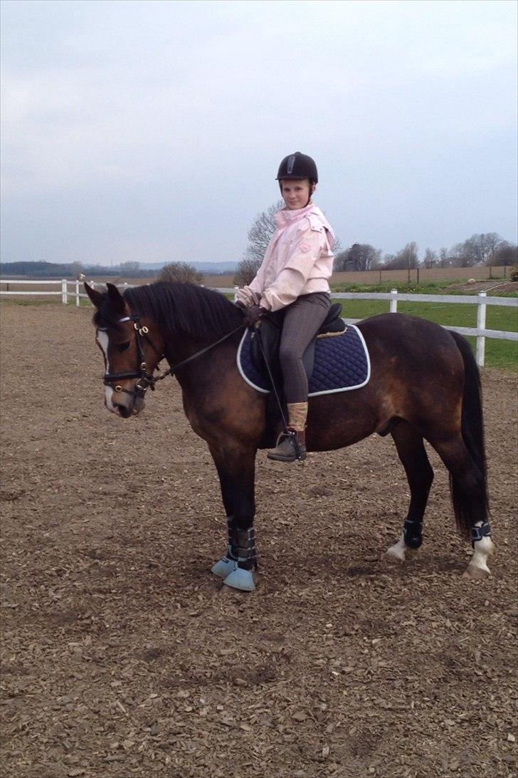 New Forest Birkelunds Amadeus  billede 4