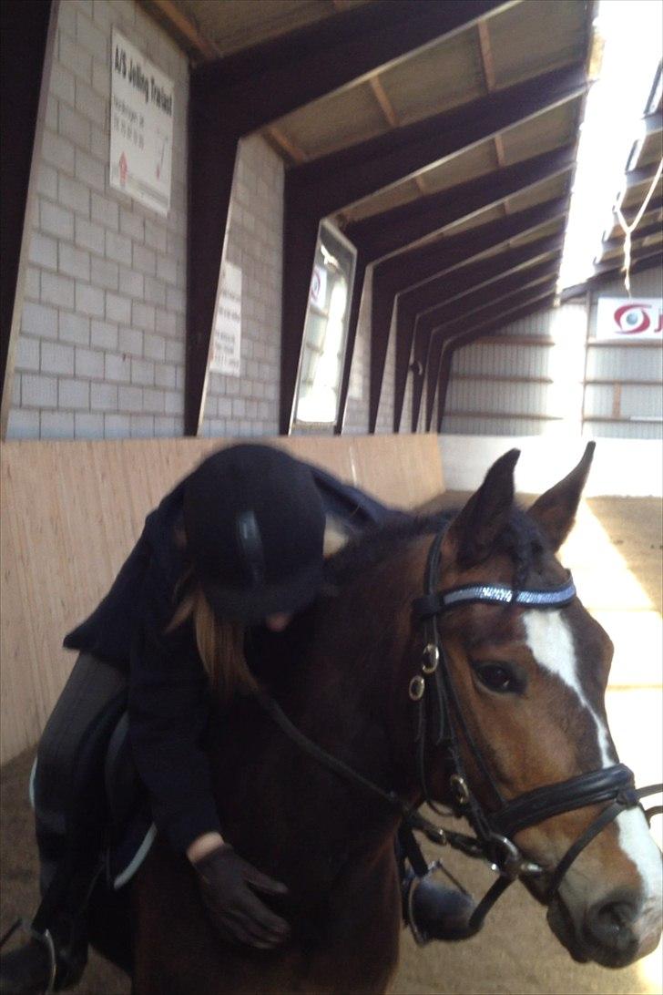 New Forest Birkelunds Amadeus  billede 5