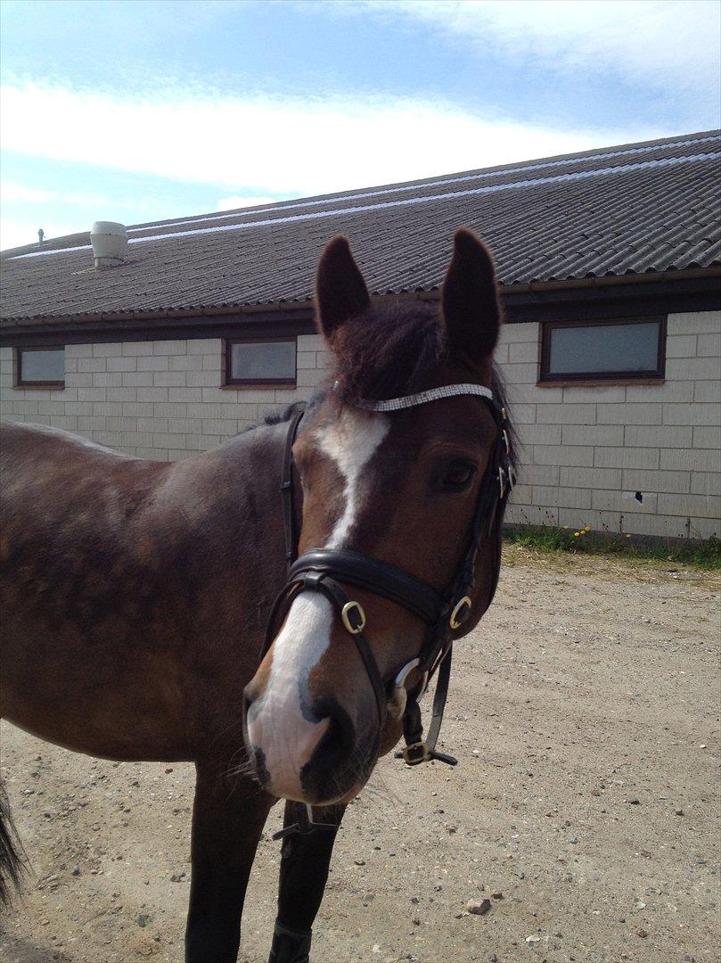 New Forest Birkelunds Amadeus  billede 6