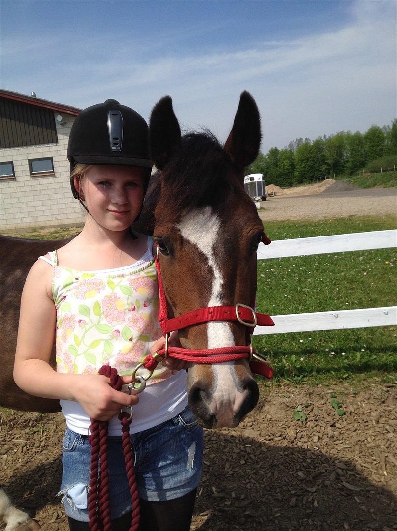 New Forest Birkelunds Amadeus  billede 7