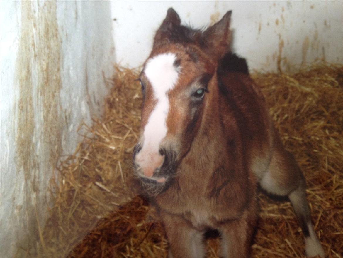 New Forest Birkelunds Amadeus  billede 8