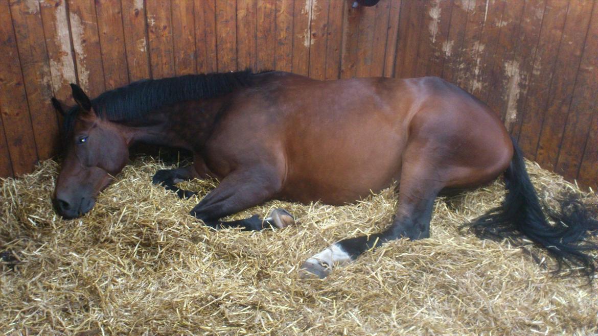 Dansk Varmblod Astoria billede 13