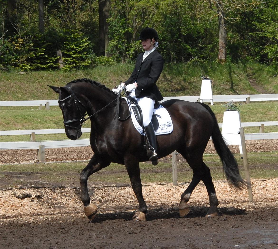 Oldenborg Østrupgård Primus - primus til morsø stævne 2012 billede 18