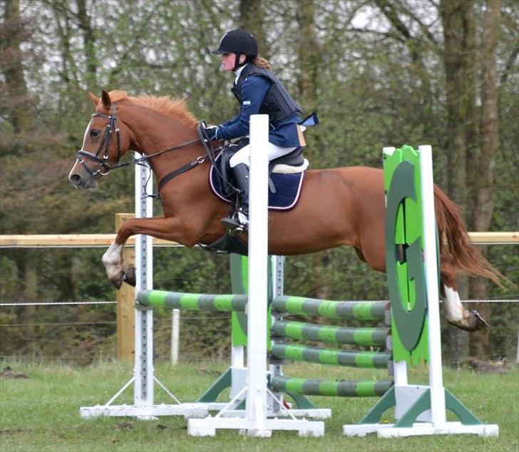 Welsh Cob (sec D) Jet!<3 solgt.. - Grensted.
LA. ;D  billede 3