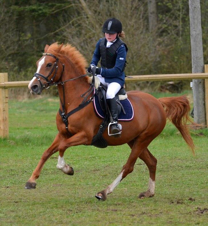 Welsh Cob (sec D) Jet!<3 solgt.. - FANTANSTISK galop og fantastisk pony<3 ;D billede 4