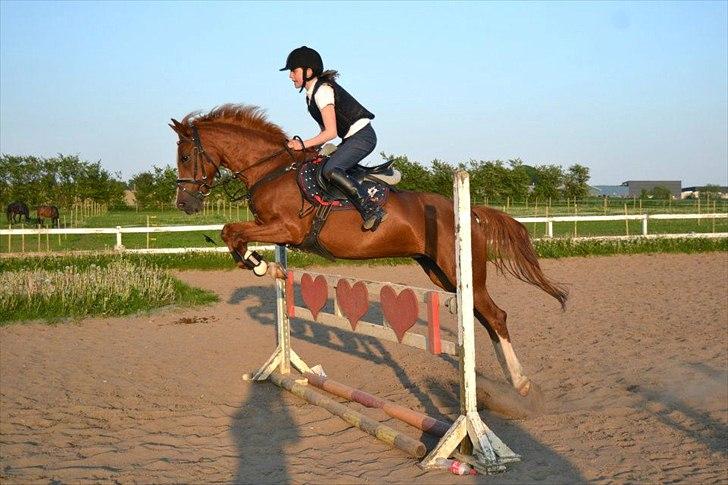 Welsh Cob (sec D) Jet!<3 solgt.. - lækker pony ;D <3  billede 5