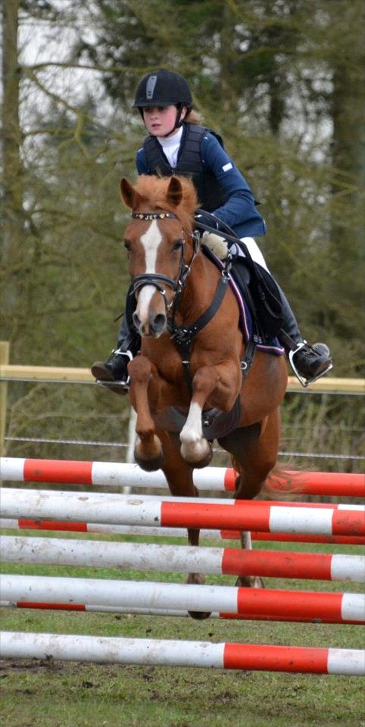 Welsh Cob (sec D) Jet!<3 solgt.. - Grensted
 LA billede 6
