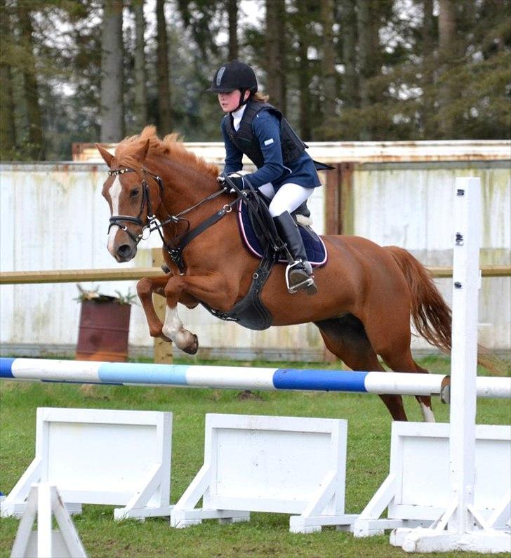 Welsh Cob (sec D) Jet!<3 solgt.. - Elsker dig Jet! <3  billede 1