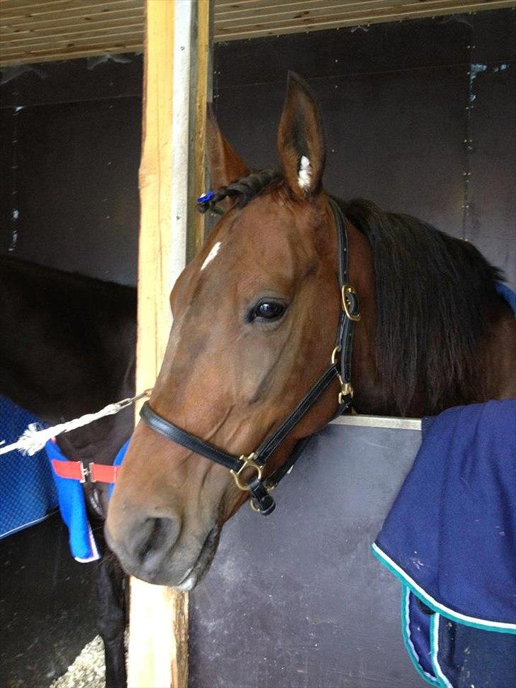Traver Matilde Pil - efter varmning d 5/6 - 2012 billede 3