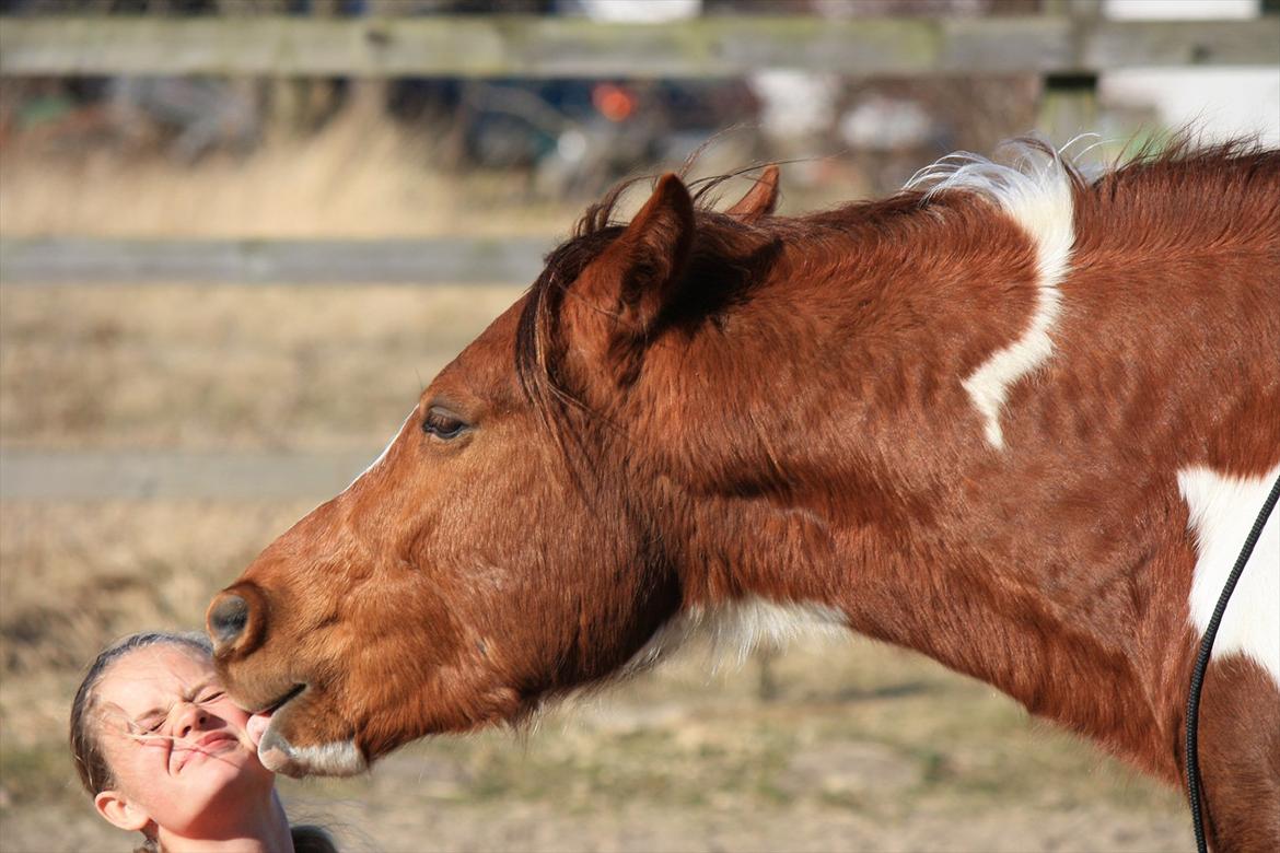 Welsh Partbred (Sec F) Blanding Alasho |My One| )´: - „True friends are always together in the spirit.“. Skat, selvom det ikke hedder du & jeg mere. Vil du altid forblive i mit hjerte, og når jeg tænker på dig, falder der altid en tåre på min kind, fordi jeg savner den jeg var, når det var du og jeg. :( <3 billede 1